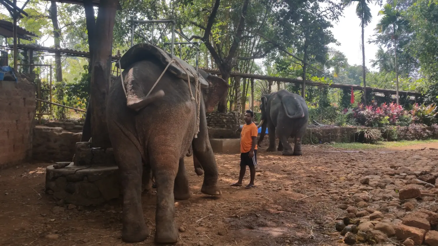Mann mit Elefant von MAGIC TAROT