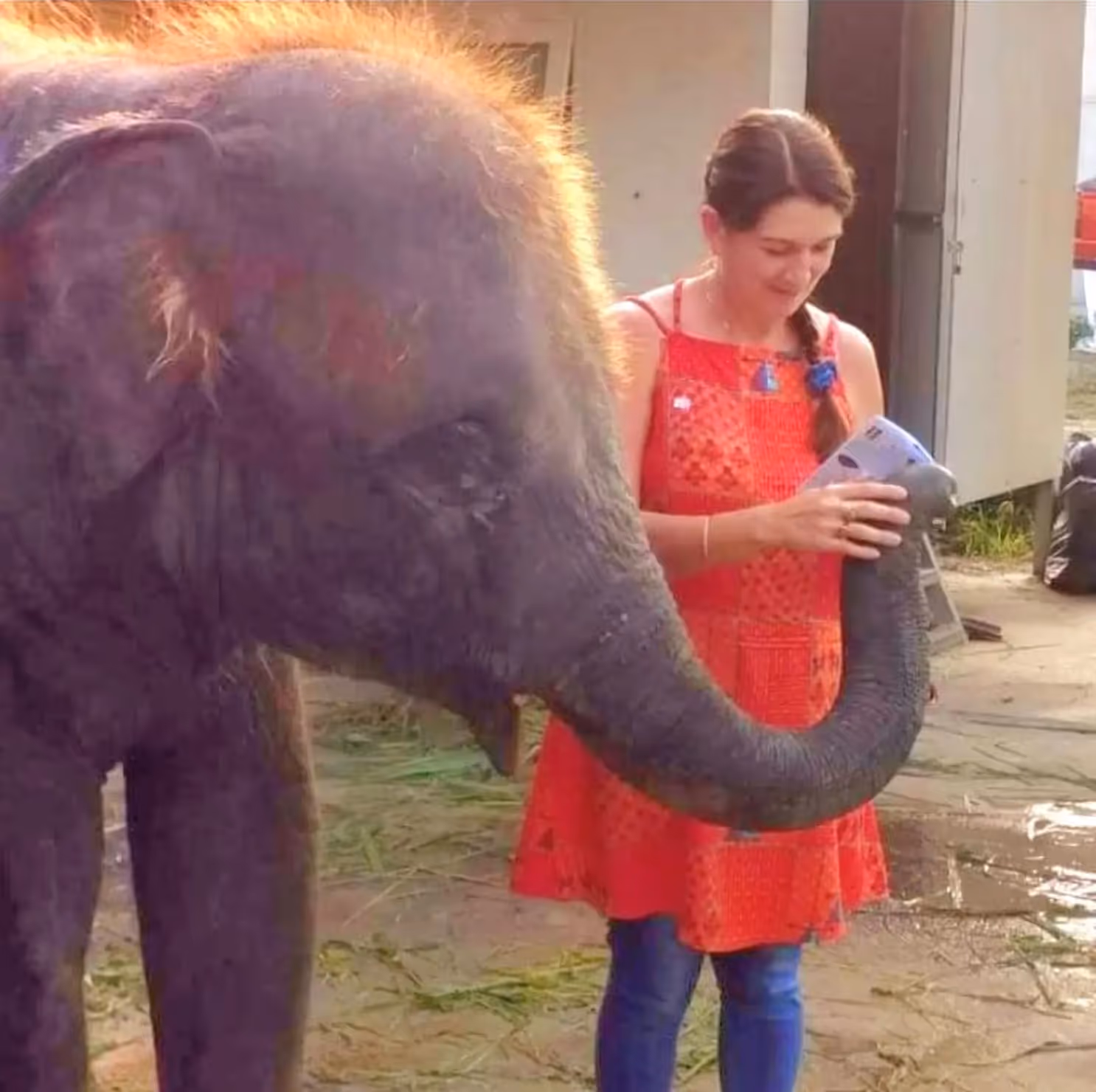Elefant mit einem Mädchen von MAGIC TAROT